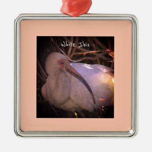 Witte ibis vogel foto Ornament (Voorkant)