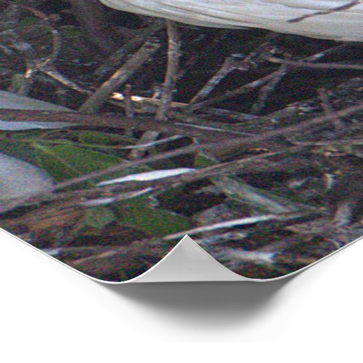 Witte ibis vogel foto Poster (Hoek)
