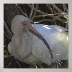 Witte ibis vogel foto Poster