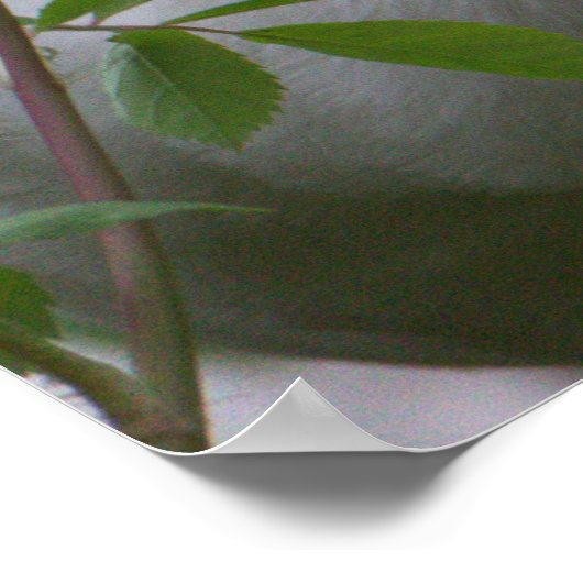 Witte ibis vogel foto Poster (Hoek)