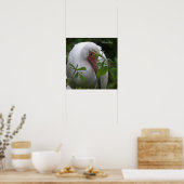 Witte ibis vogel foto Poster (Keuken)