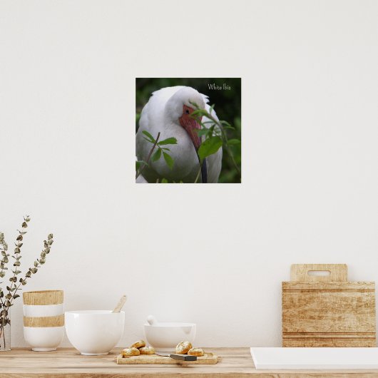 Witte ibis vogel foto Poster (Keuken)