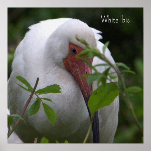 Witte ibis vogel foto Poster (Voorkant)