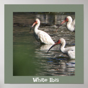 Witte ibis vogel foto Poster