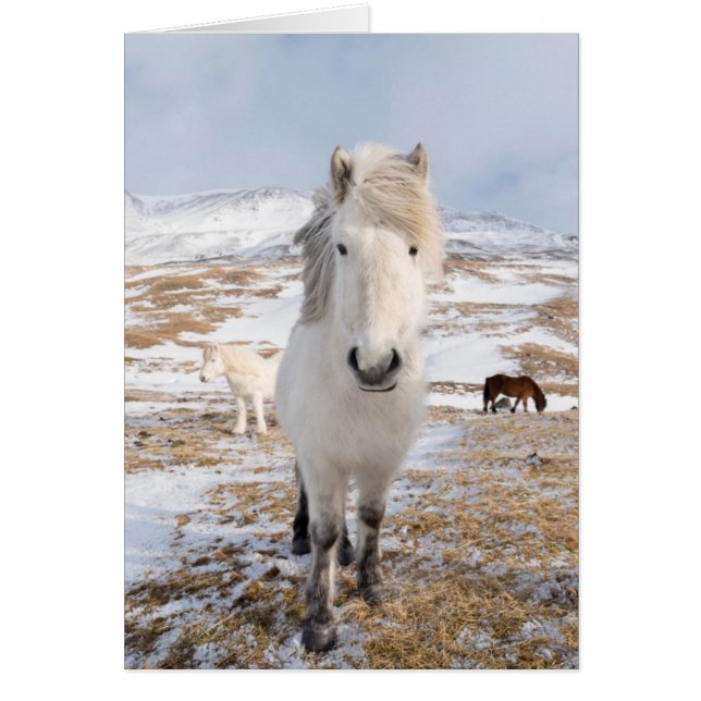 Witte IJslandse paard, IJsland (Voorkant)