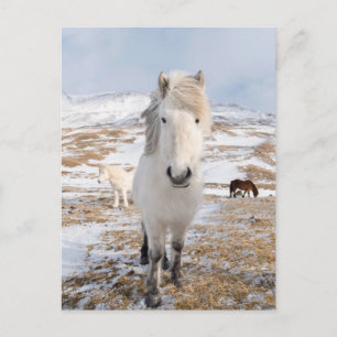 Witte IJslandse paard, IJsland Briefkaart