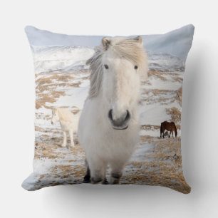 Witte IJslandse paard, IJsland Kussen