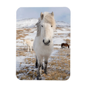 Witte IJslandse paard, IJsland Magneet