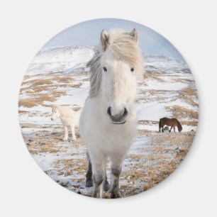 Witte IJslandse paard, IJsland Magneet