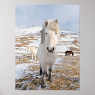 Witte IJslandse paard, IJsland Poster