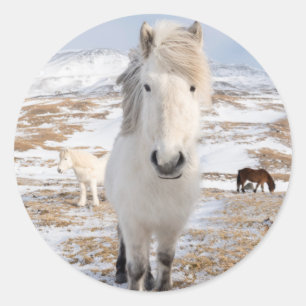 Witte IJslandse paard, IJsland Ronde Sticker