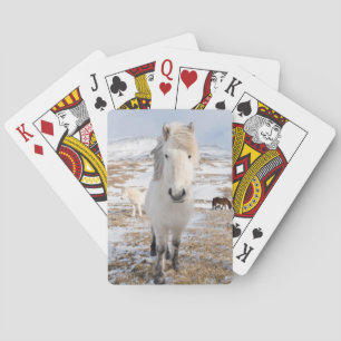 Witte IJslandse paard, IJsland Speelkaarten