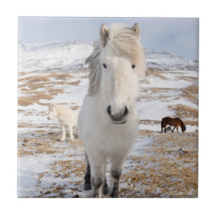 Witte IJslandse paard, IJsland Tegeltje