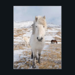 Witte IJslandse paarden, IJsland Briefkaart<br><div class="desc">IJslandse paarden met een typische winterjas. Het traditionele IJslandse ras trekt zijn oorsprong terug naar de paarden van de Viking-kolonisten in de middeleeuwen. | Martin Zwick / DanitaDelimont.com</div>