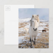 Witte IJslandse paarden, IJsland Briefkaart (Voorkant / Achterkant)