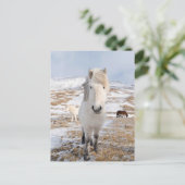 Witte IJslandse paarden, IJsland Briefkaart (Staand voorkant)