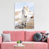 Witte IJslandse paarden, IJsland Canvas Afdruk (Insitu (Woonkamer))