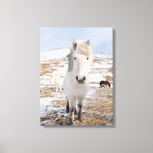 Witte IJslandse paarden, IJsland Canvas Afdruk (Voorkant)