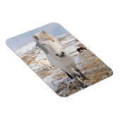 Witte IJslandse paarden, IJsland Magneet (Rechterzijde)