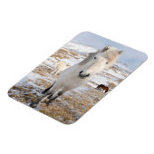 Witte IJslandse paarden, IJsland Magneet (Linkerzijde)