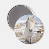 Witte IJslandse paarden, IJsland Magneet (Voorkant / Achterkant)