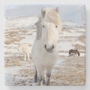 Witte IJslandse paarden, IJsland Stenen Onderzetter