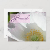 Witte IJslandse Poppy Dankbaarheid Post Kaart (Voorkant / Achterkant)