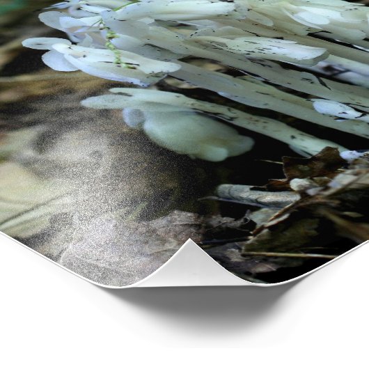 Witte Indische pijp champignonbloemen Foto Afdruk (Hoek)