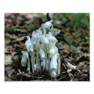 Witte Indische pijp champignonbloemen Foto Afdruk