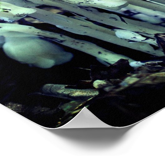 Witte Indische Pijp Ghost Flower Wildbloemen Poster (Hoek)