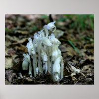 Witte Indische Pijp Ghost Flower Wildbloemen