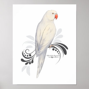 Witte Indische ringnek Parrot Poster