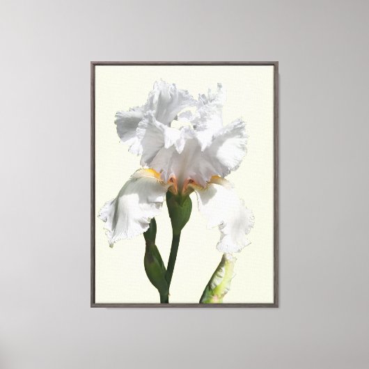 Witte iris bloem canvas foto kunst afdruk (Voorkant)
