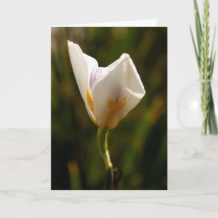 Witte Iris Bloem Wenskaart Aankondiging