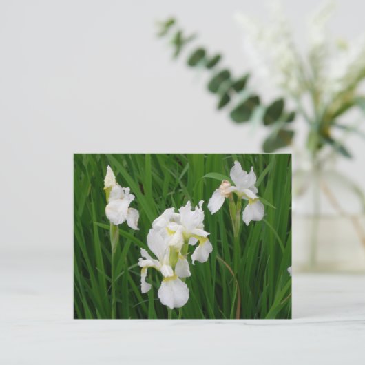 witte iris briefkaart (Staand voorkant)