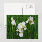 witte iris briefkaart (Voorkant / Achterkant)