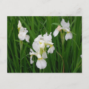 witte iris briefkaart