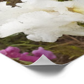 Witte iris irissen bloementuin Poster (Hoek)