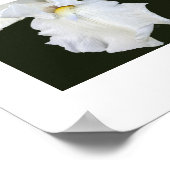 Witte Iris met Baard op Zwarte Achtergrond Poster (Hoek)
