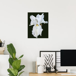 Witte Iris met Baard op Zwarte Achtergrond Poster