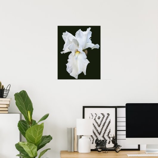 Witte Iris met Baard op Zwarte Achtergrond Poster (Thuiskantoor)