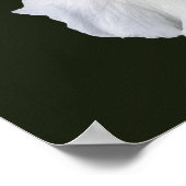 Witte Iris met Baard op Zwarte Achtergrond Poster (Hoek)