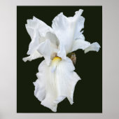 Witte Iris met Baard op Zwarte Achtergrond Poster (Voorkant)