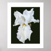 Witte Iris met Baard op Zwarte Achtergrond Poster (Voorkant)