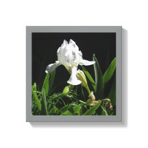 Witte Iris voor uw muur 