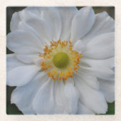 Witte Japanse Anemone Floral Glazen Onderzetter (Voorkant)