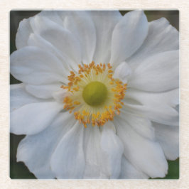 Witte Japanse Anemone Floral Glazen Onderzetter
