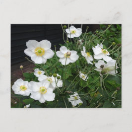 Witte Japanse Anemones DIY Briefkaart
