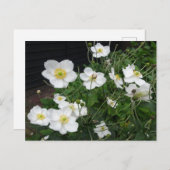 Witte Japanse Anemones DIY Briefkaart (Voorkant / Achterkant)