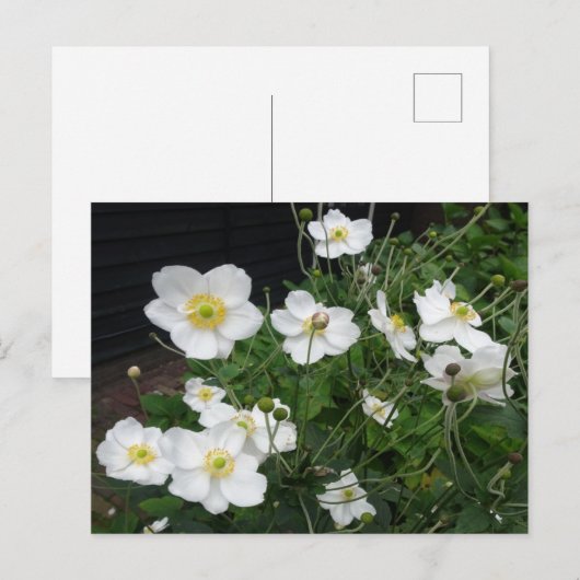 Witte Japanse Anemones DIY Briefkaart (Voorkant / Achterkant)